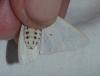 Spilosoma lubricipeda